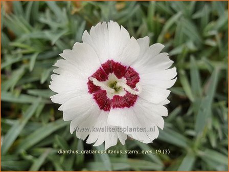 Dianthus gratianopolitanus 'Starry Eyes' | Rotsanjer, Anjer | Pfingstnelke