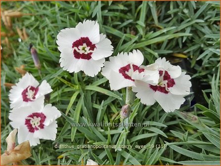 Dianthus gratianopolitanus &#039;Starry Eyes&#039; | Rotsanjer, Anjer | Pfingstnelke