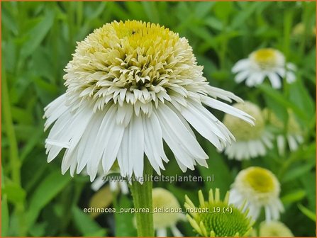 Echinacea purpurea &#039;Delicious Nougat&#039; | Rode zonnehoed, Zonnehoed | Roter Sonnenhut