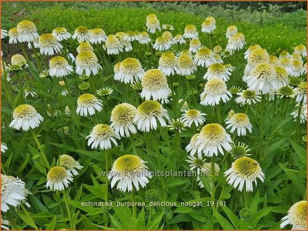 Echinacea purpurea &#039;Delicious Nougat&#039; | Rode zonnehoed, Zonnehoed | Roter Sonnenhut