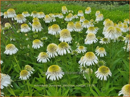 Echinacea purpurea &#039;Delicious Nougat&#039; | Rode zonnehoed, Zonnehoed | Roter Sonnenhut