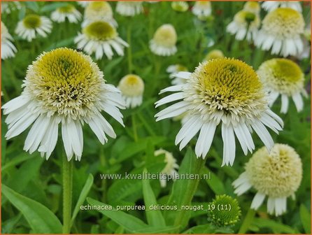 Echinacea purpurea &#039;Delicious Nougat&#039; | Rode zonnehoed, Zonnehoed | Roter Sonnenhut