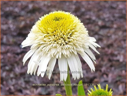 Echinacea purpurea &#039;Delicious Nougat&#039; | Rode zonnehoed, Zonnehoed | Roter Sonnenhut