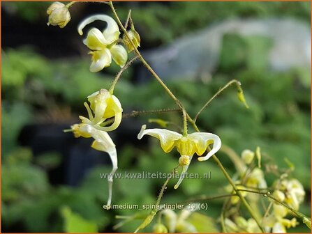 Epimedium &#039;Spine Tingler&#039; | Elfenbloem | Elfenblume