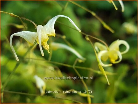 Epimedium &#039;Spine Tingler&#039; | Elfenbloem | Elfenblume