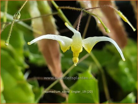 Epimedium &#039;Spine Tingler&#039; | Elfenbloem | Elfenblume