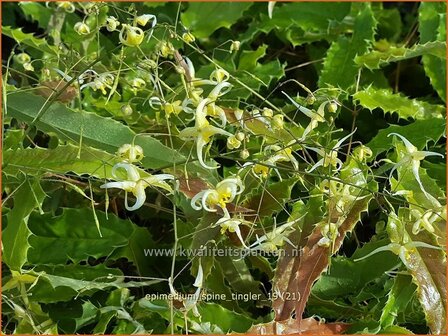 Epimedium &#039;Spine Tingler&#039; | Elfenbloem | Elfenblume