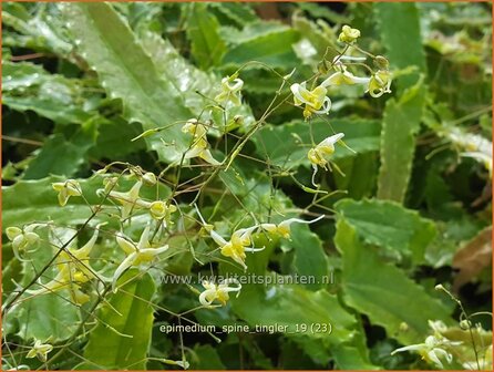 Epimedium &#039;Spine Tingler&#039; | Elfenbloem | Elfenblume