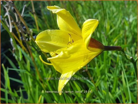 Hemerocallis &#039;Lemon Bells&#039; | Daglelie | Taglilie