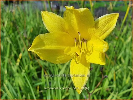 Hemerocallis &#039;Lemon Bells&#039; | Daglelie | Taglilie