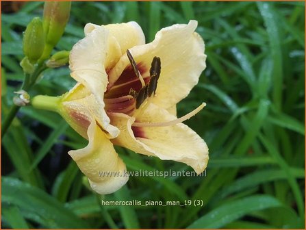 Hemerocallis &#039;Piano Man&#039; | Daglelie | Taglilie