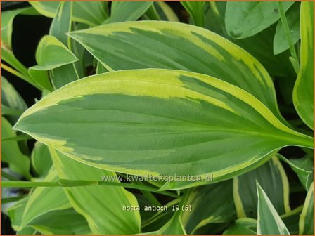 Hosta &#039;Antioch&#039; | Hosta, Hartlelie, Funkia | Funkie | Hosta