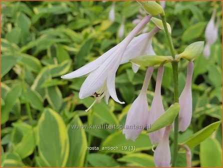 Hosta &#039;Antioch&#039; | Hosta, Hartlelie, Funkia | Funkie