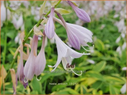 Hosta &#039;Antioch&#039; | Hosta, Hartlelie, Funkia | Funkie