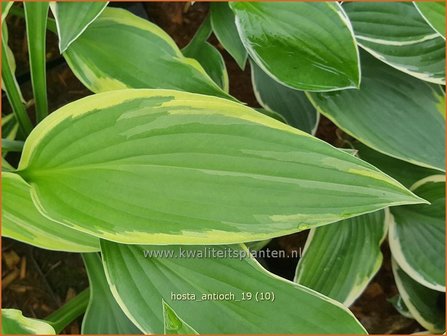 Hosta &#039;Antioch&#039; | Hosta, Hartlelie, Funkia | Funkie