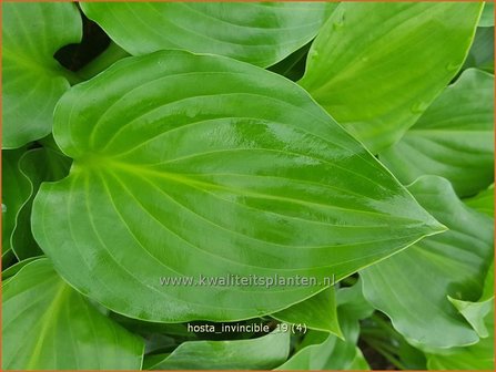 Hosta &#039;Invincible&#039; | Hosta, Hartlelie, Funkia | Funkie