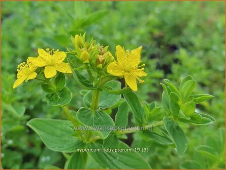 Hypericum tetrapterum | Gevleugeld hertshooi, Hertshooi | Gefl&uuml;geltes Johanniskraut