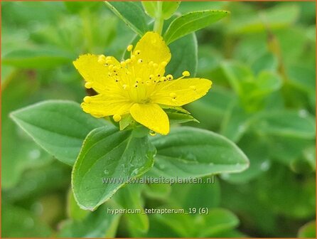 Hypericum tetrapterum | Gevleugeld hertshooi, Hertshooi | Gefl&uuml;geltes Johanniskraut