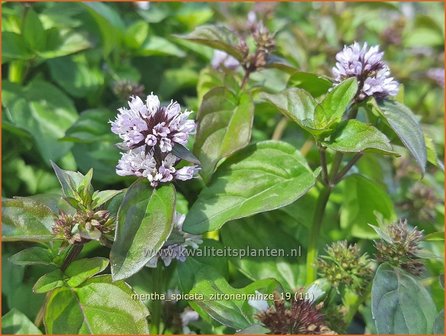 Mentha spicata 'Zitronenminze' | Aarmunt, Groene munt, Kruizemunt, Munt | &Auml;hrige Minze
