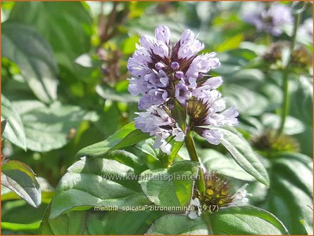 Mentha spicata 'Zitronenminze' | Aarmunt, Groene munt, Kruizemunt, Munt | &Auml;hrige Minze