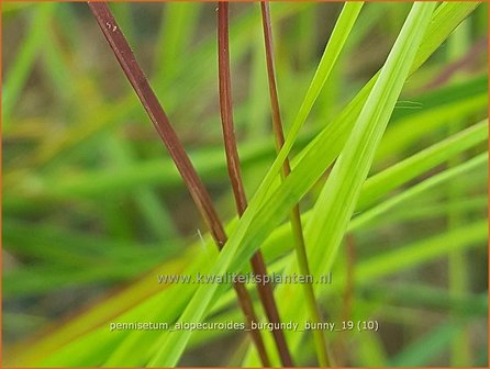 Pennisetum alopecuroides &#039;Burgundy Bunny&#039; | Breed lampenpoetsersgras, Borstelveergras | Lampenputzergras