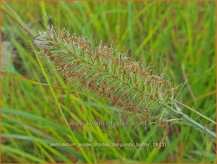 Pennisetum alopecuroides &#039;Burgundy Bunny&#039; | Breed lampenpoetsersgras, Borstelveergras | Lampenputzergras