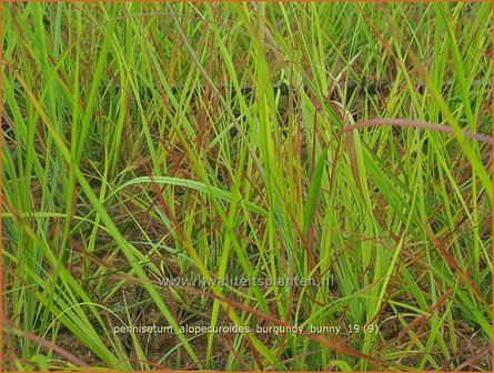 Pennisetum alopecuroides &#039;Burgundy Bunny&#039; | Breed lampenpoetsersgras, Borstelveergras | Lampenputzergras