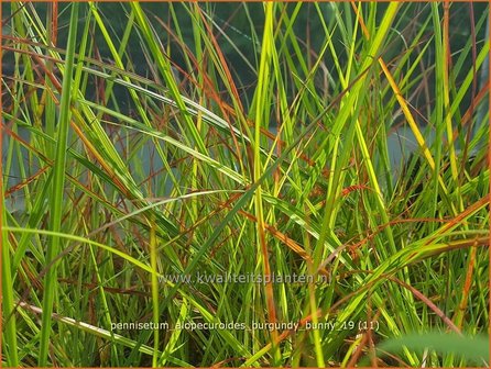 Pennisetum alopecuroides &#039;Burgundy Bunny&#039; | Breed lampenpoetsersgras, Borstelveergras | Lampenputzergras