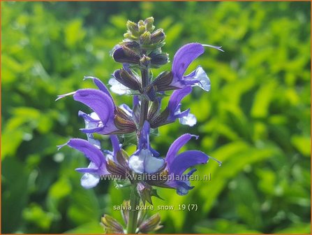 Salvia &#039;Azure Snow&#039; | Salie, Salvia | Salbei