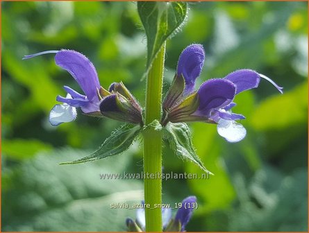 Salvia &#039;Azure Snow&#039; | Salie, Salvia | Salbei