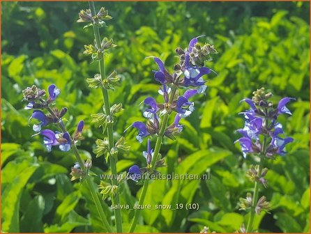 Salvia &#039;Azure Snow&#039; | Salie, Salvia | Salbei