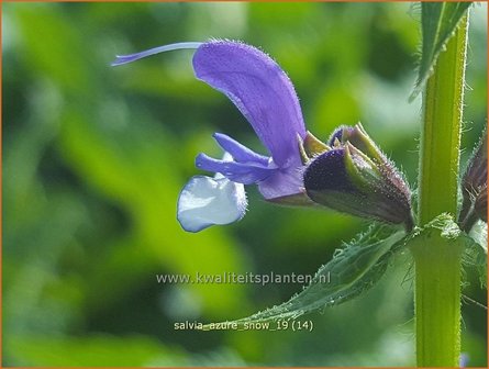 Salvia &#039;Azure Snow&#039; | Salie, Salvia | Salbei