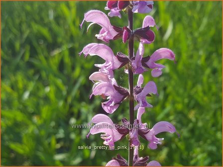 Salvia pratensis 'Pretty in Pink' | Veldsalie, Salie, Salvia | Wiesen-Salbei