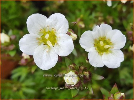 Saxifraga &#039;Marto White&#039; | Mossteenbreek, Steenbreek | Moos-Steinbrech