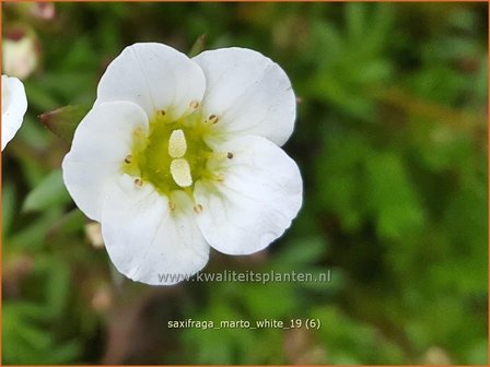 Saxifraga &#039;Marto White&#039; | Mossteenbreek, Steenbreek | Moos-Steinbrech