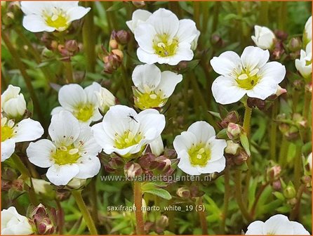 Saxifraga &#039;Marto White&#039; | Mossteenbreek, Steenbreek | Moos-Steinbrech