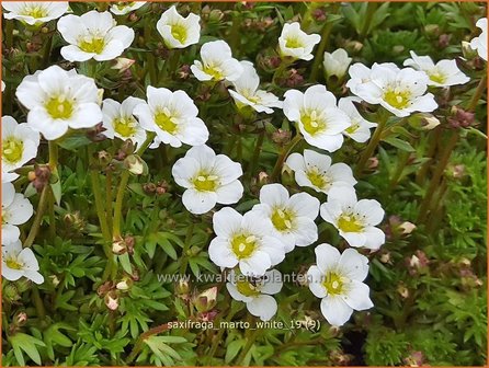 Saxifraga &#039;Marto White&#039; | Mossteenbreek, Steenbreek | Moos-Steinbrech