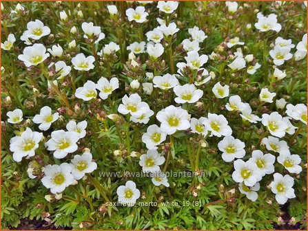 Saxifraga &#039;Marto White&#039; | Mossteenbreek, Steenbreek | Moos-Steinbrech