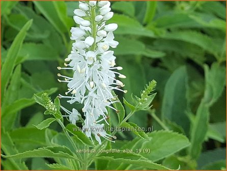 Veronica longifolia &#039;Alba&#039; | Lange ereprijs, Ereprijs | Langbl&auml;ttriger Ehrenpreis