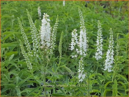 Veronica longifolia &#039;Alba&#039; | Lange ereprijs, Ereprijs | Langbl&auml;ttriger Ehrenpreis