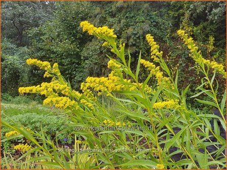 Solidago sempervirens &#039;Goldene Wellen&#039; | Guldenroede | Goldrute