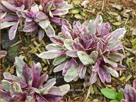 Ajuga tenorii &#039;Princess Nadia&#039; | Zenegroen | Kriechender G&uuml;nsel