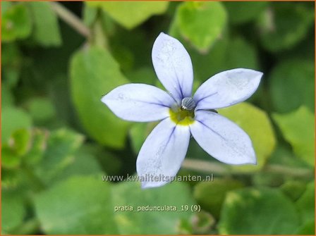 Pratia pedunculata | Gazonlobelia | Teppich-Scheinlobelie