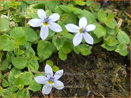 Pratia pedunculata | Gazonlobelia | Teppich-Scheinlobelie