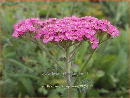 Achillea millefolium &#039;New Vintage Rose&#039; | Duizendblad | Gew&ouml;hnliche Schafgarbe