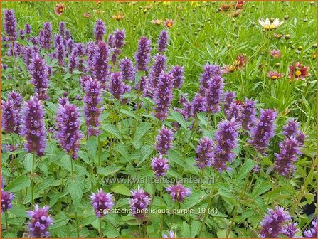 Agastache 'Beelicious Purple' | Dropplant, Anijsnetel | Duftnessel
