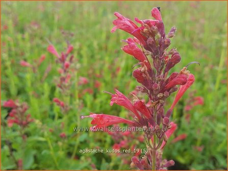 Agastache 'Kudos Red' | Dropplant, Anijsnetel | Duftnessel