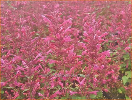 Agastache &#039;Morello&#039; | Dropplant, Anijsnetel | Duftnessel
