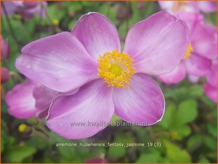 Anemone hupehensis 'Fantasy Jasmine' | Herfstanemoon, Japanse anemoon, Anemoon | Herbstanemone