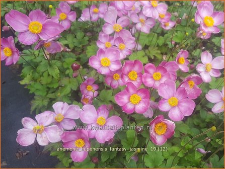 Anemone hupehensis 'Fantasy Jasmine' | Herfstanemoon, Japanse anemoon, Anemoon | Herbstanemone